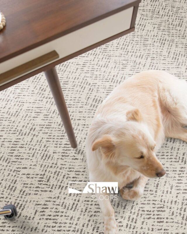 Luck meets luxury with Pet Perfect by Shaw Floors this March! 🐾✨ Visit Concept Flooring Inc. to discover how you can have the best of both worlds for your home and pets! 🍀  #petperfect #floors #shawfloors